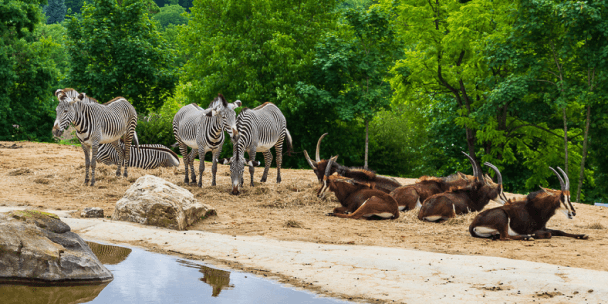 Parc animalier et zoologique